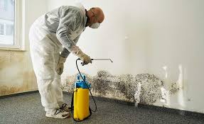 Best Emergency Mold Remediation  in USA